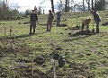 Tree planting in the new orchard,
click to open the image in a new window